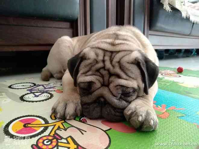 360手机N6全面评测:骁龙630处理器与5000mAh电池的续航表现 360手机N6全面评测:骁龙630处理器与5000mAh电池的续航表现