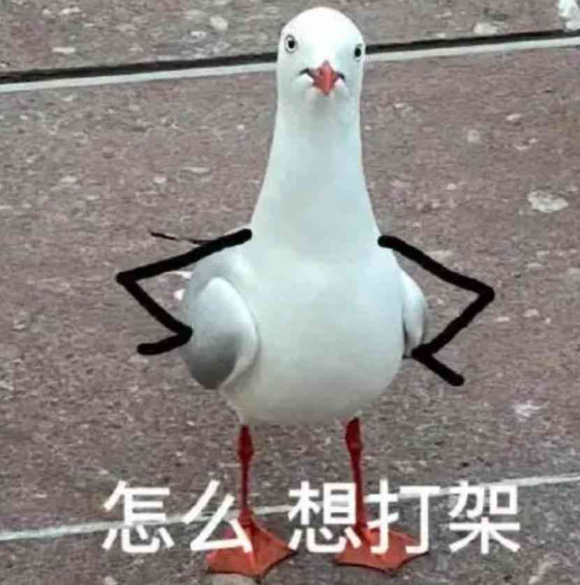 索尼w610怎么样 喂过一次大连海鸥，人类就要为自己的弱小羞愧