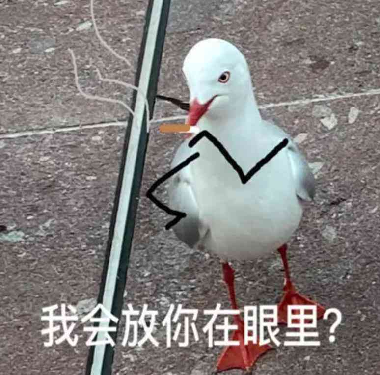 索尼w610怎么样 喂过一次大连海鸥，人类就要为自己的弱小羞愧