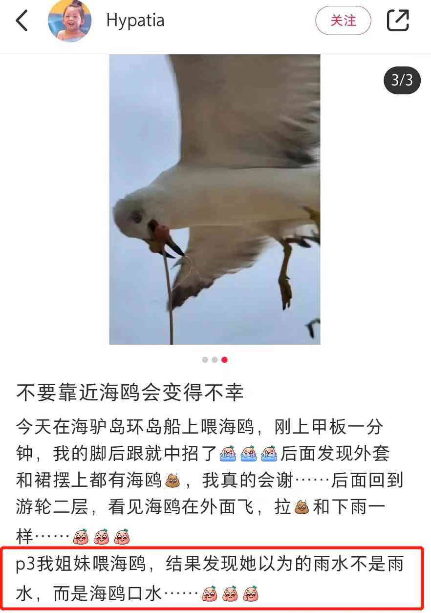 索尼w610怎么样 喂过一次大连海鸥，人类就要为自己的弱小羞愧