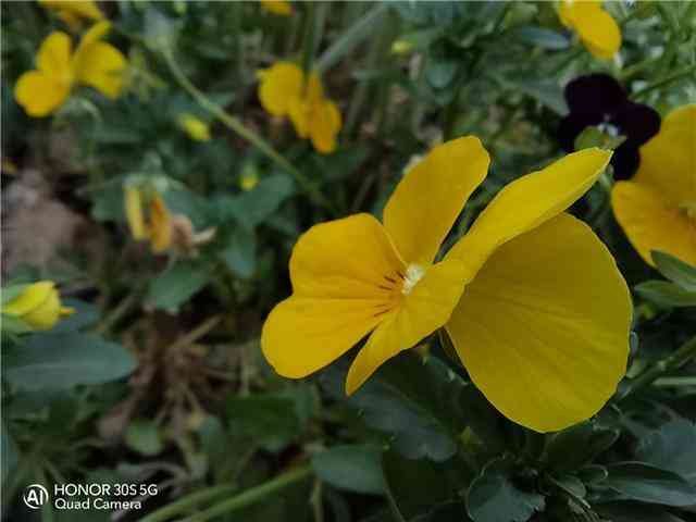 华为荣耀手机怎么样 坐实档位最强最美5G手机,荣耀30S全面体验 华为荣耀手机怎么样 坐实档位最强最美5G手机,荣耀30S全面体验