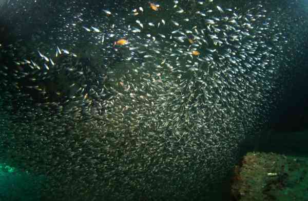 海底是怎么样的 透过镜头感受五彩斑斓的海底世界